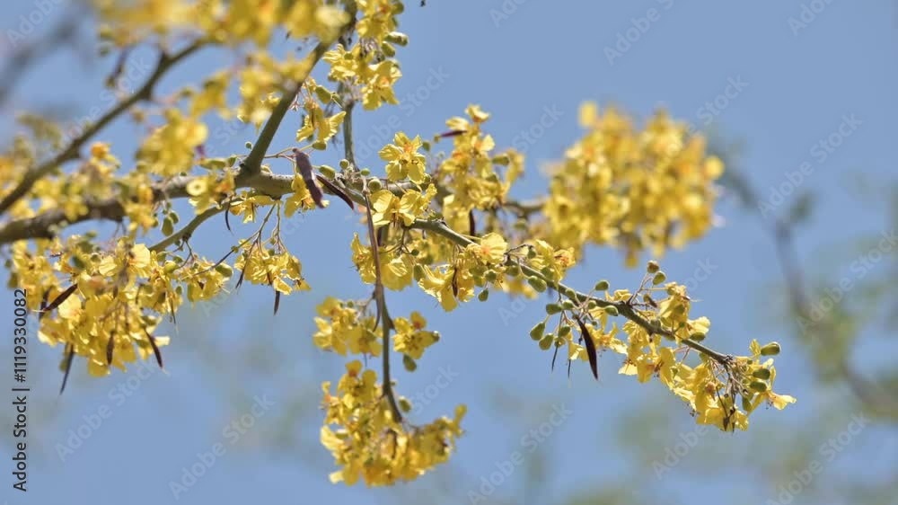 Cercidium tree in flower, yellow flower of dry forest Cercidium tree in flower, yellow flower of dry forest