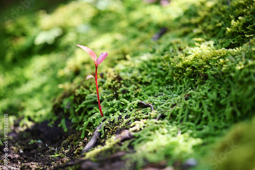sprout