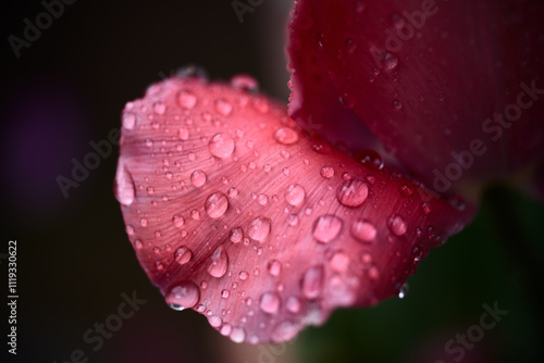 Water droplets on petals