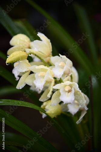 orchid