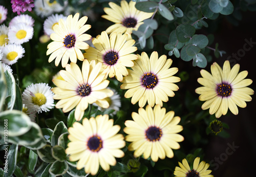 flowers in the garden