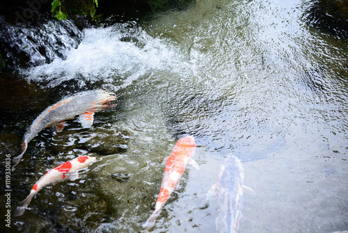 Koi fish