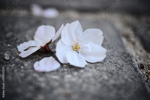 cherry blossom
