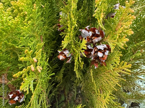 Fotografie Platycladus orientalis, also known as Chinese thuja, Oriental or Chinese arborvitae, biota or Oriental thuja