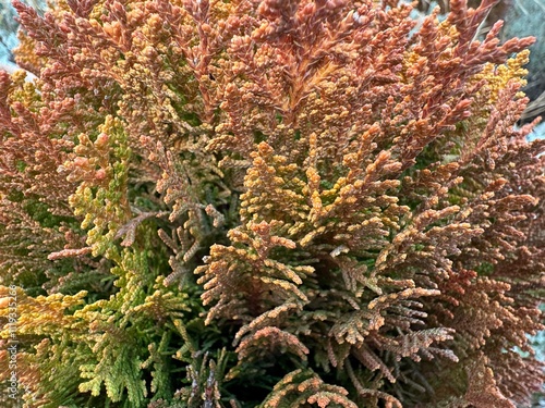 Platycladus orientalis, also known as Chinese thuja, Oriental or Chinese arborvitae, biota or Oriental thuja. The leaves of the 'Rheingold' variety golden yellow in summer, coppery orange in winter.
