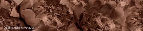 Panorama pattern of fresh light brown peonies.