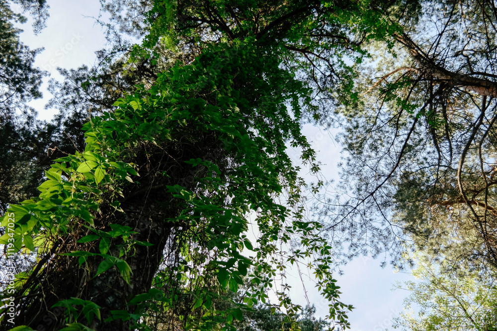 Fototapeta premium View of trees in a city park