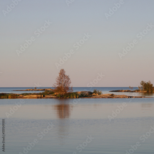 Golden tree on a autumn evening, Lake Vanern, Sweden. photo