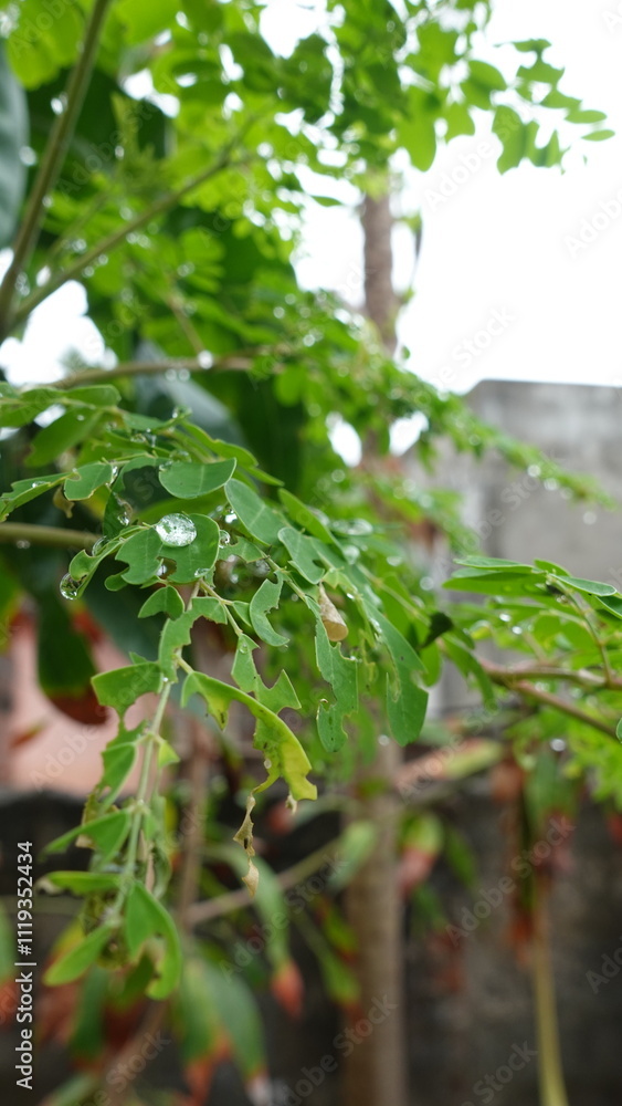 leaves in a tree leaves in a tree