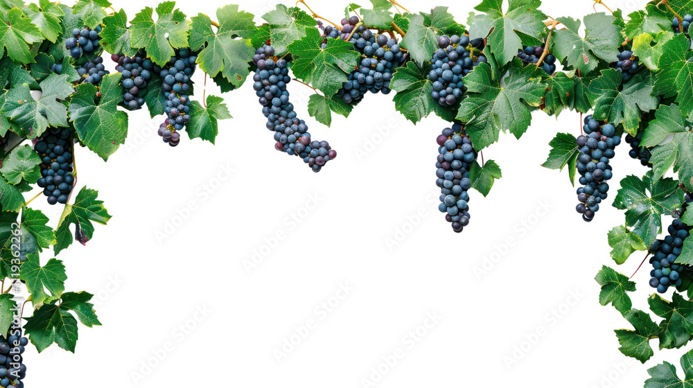 Naklejka premium Red Grapes Vine Border
