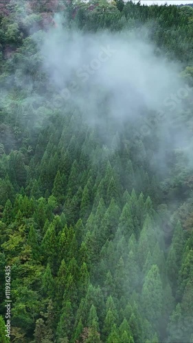 朝霧に包まれた山　雨に濡れた森林　空撮　自然風景　縦型動画　縦向き　SNS　サイネージ