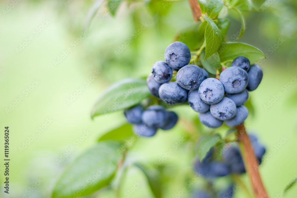 Blueberries on a bush in the garden. Shallow depth of field Blueberries on a bush in the garden. Shallow depth of field