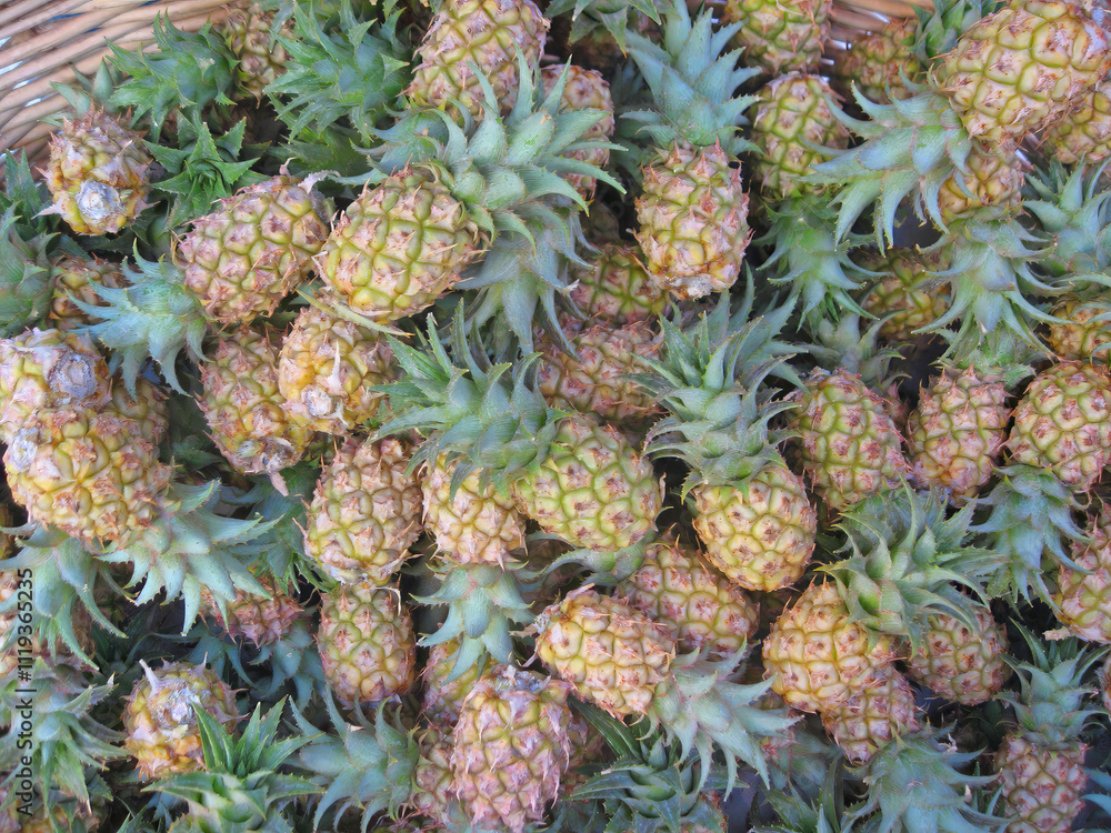 Pile of Tiny Dwarf Pineapples or Ananas microstachys full frame background Pile of Tiny Dwarf Pineapples or Ananas microstachys full frame background