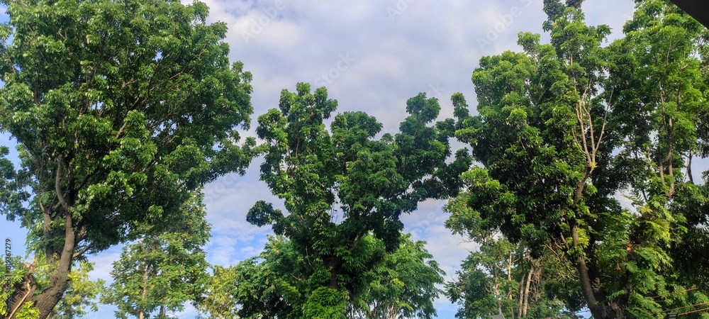 lush green trees with dense foliage against a partly cloudy sky,lush green trees, dense foliage, thriving nature, outdoor scenery, forest environment, vibrant leaves, blue sky, white clouds, natural lush green trees with dense foliage against a partly cloudy sky,lush green trees, dense foliage, thriving nature, outdoor scenery, forest environment, vibrant leaves, blue sky, white clouds, natural