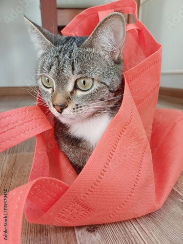 cat in ginger bag