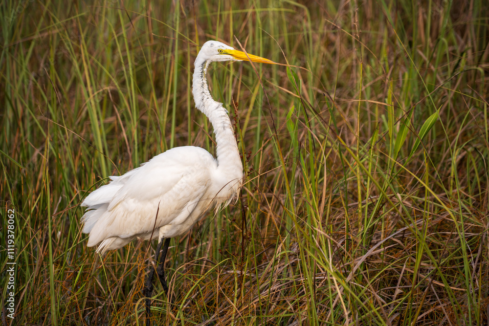 White crane bird in Everglades National Park, Florida, United States White crane bird in Everglades National Park, Florida, United States