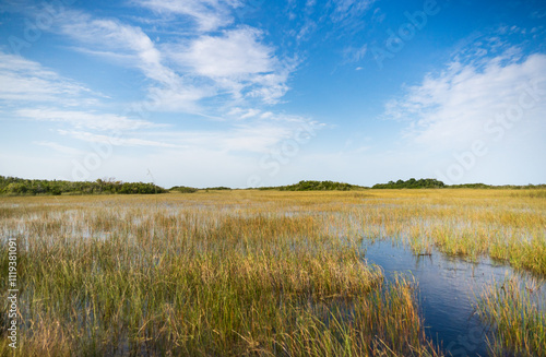 Swamp land at Everglades National Park, Florida, United States