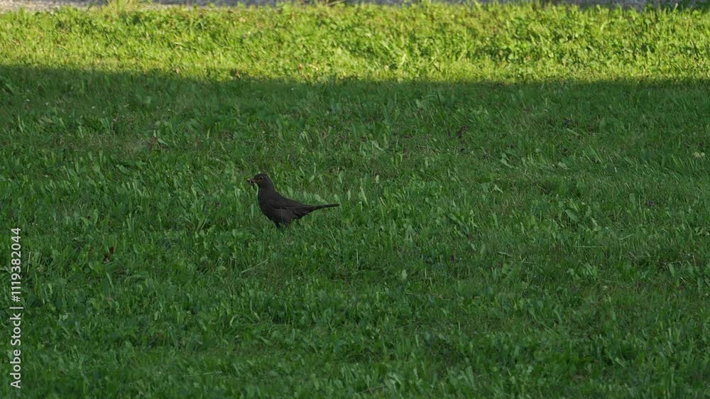 Blackbird jumping around in clean green grass. Blackbird jumping around in clean green grass.