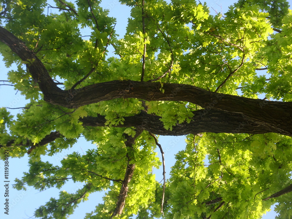 Fototapeta premium green oak branches, oak, trees, forest