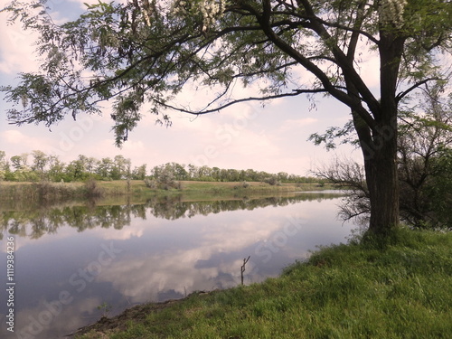 old lonely tree by the pond, tree by the river