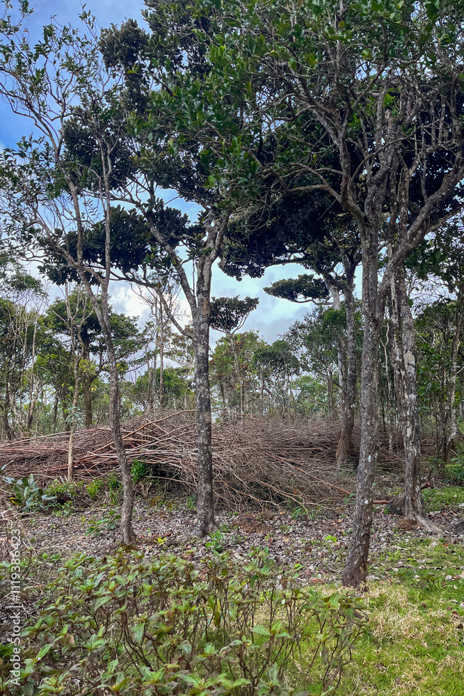 Fototapeta premium Black River Gorges National Park in Mauritius, featuring cut trees, highlighting deforestation and issues with native endemic trees in Mauritius