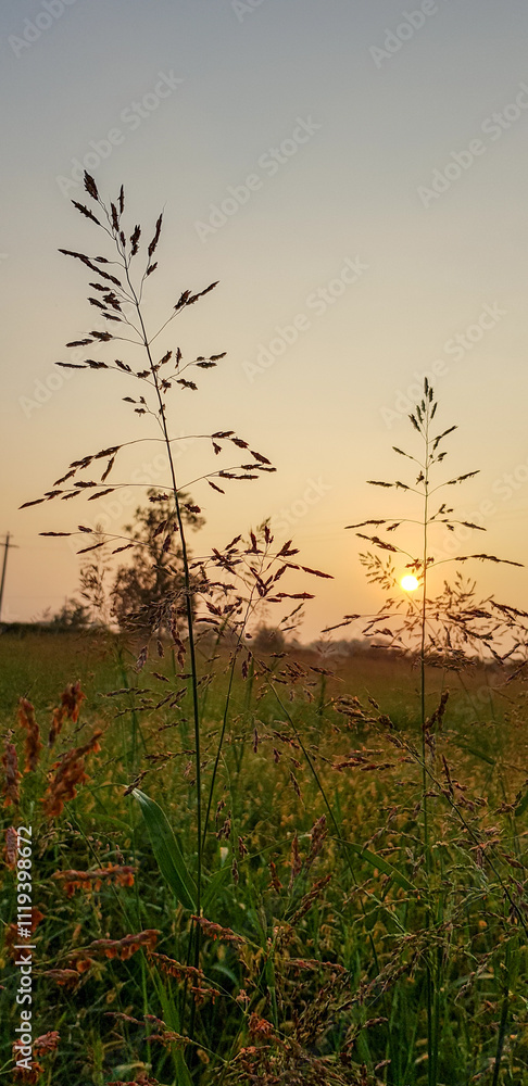 Obraz premium A vast field of tall green grass with a beautiful sunset in the background