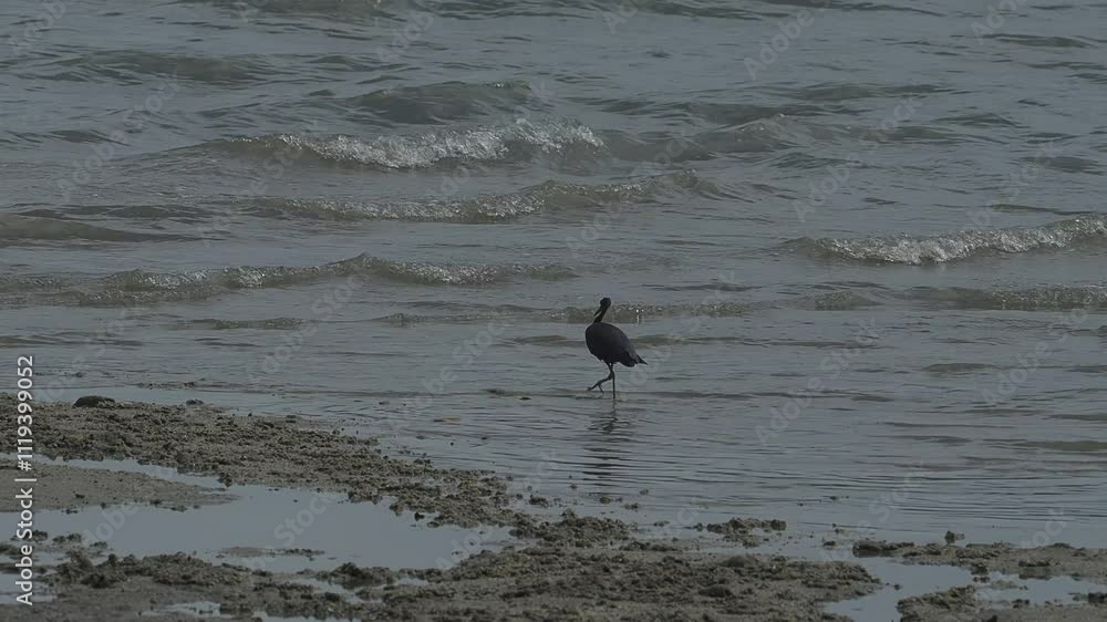 Large dark heron bird walking in the sea. Large dark heron bird walking in the sea.