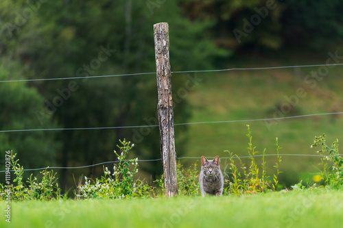 Chat gris dans un pré, au loin, au pied d'un poteau en bois, regardant la caméra photo