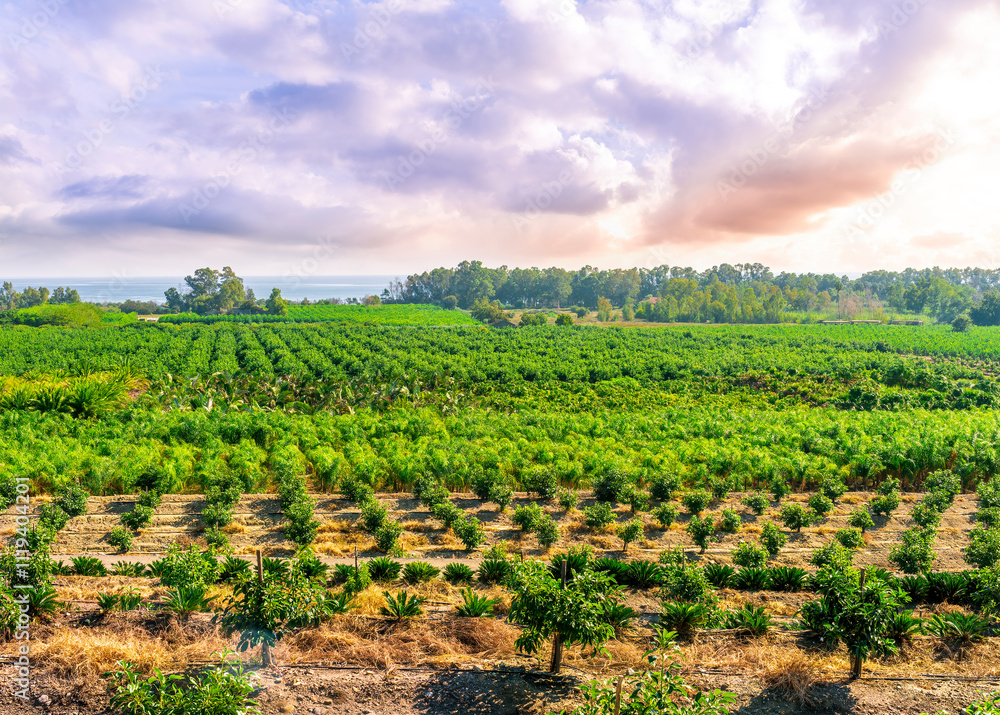 beautiful view in a green garden field with rows of rural plants of fruit trees with amazing sunset or sunrise on background of agricultural landscape beautiful view in a green garden field with rows of rural plants of fruit trees with amazing sunset or sunrise on background of agricultural landscape