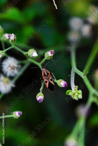 Tiny purple colored flowers in focus