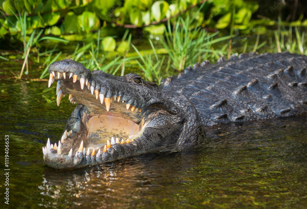 Fototapeta premium Crocodile at Everglades National Park, Florida, United States