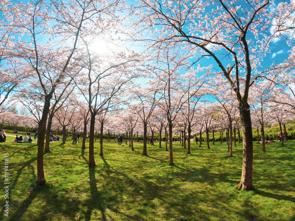 Amstelveen, Netherlands, March 28, 2022; People enjoying the blossom park among the blossoming cherry trees in the spring. The Bloesempark, Expansive park famed for its beauty Amstelveen, Netherlands, March 28, 2022; People enjoying the blossom park among the blossoming cherry trees in the spring. The Bloesempark, Expansive park famed for its beauty