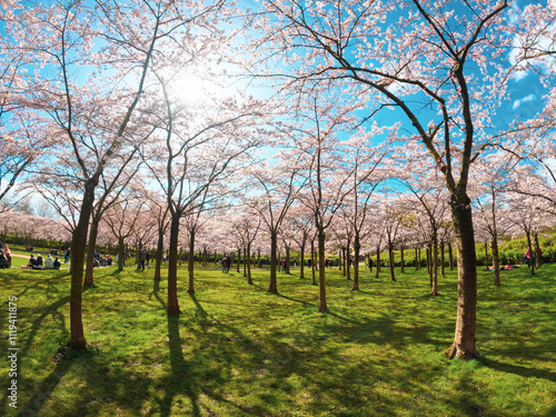Amstelveen, Netherlands, March 28, 2022; People enjoying the blossom park among the blossoming cherry trees in the spring. The Bloesempark, Expansive park famed for its beauty