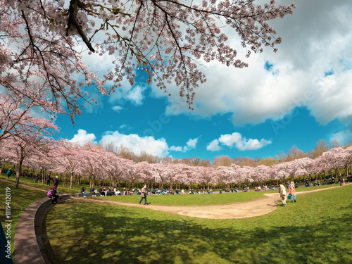 Amstelveen, Netherlands, March 28, 2022; People enjoying the blossom park among the blossoming cherry trees in the spring. The Bloesempark, Expansive park famed for its beauty