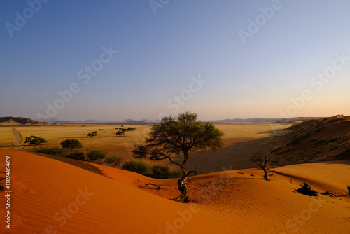 Fototapeta Naklejka Na Ścianę i Meble -  A solitary tree crowns a red sand dune in Namibia's Elim region, overlooking golden savannah and distant mountains. A symbol of resilience in the tranquil desert landscape