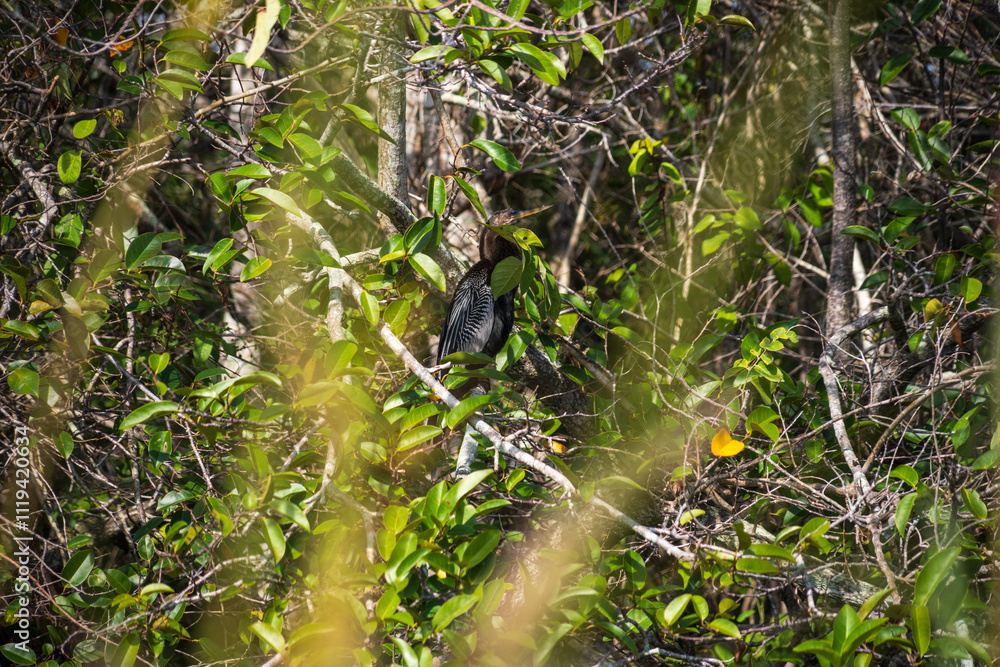 Everglades National Park, Florida, United States Everglades National Park, Florida, United States