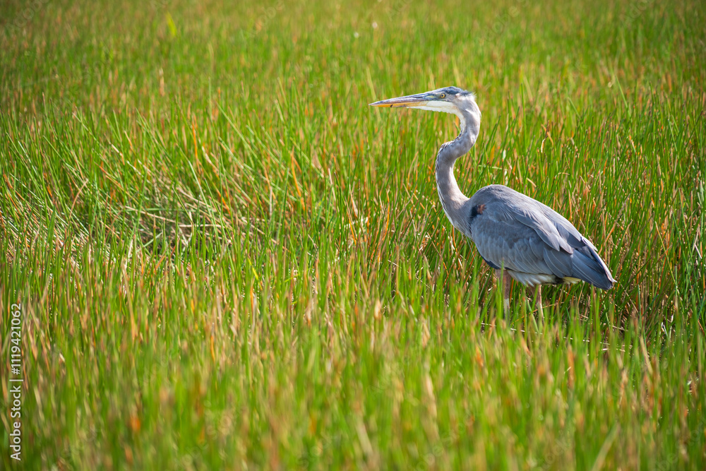 Great Blue Heron Ardea herodias at Everglades National Park, Florida, United States