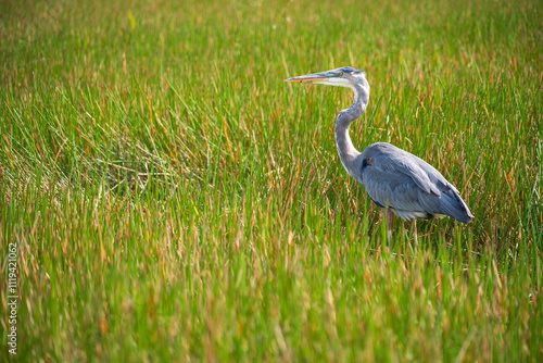 Obraz na płótnie Great Blue Heron Ardea herodias at Everglades National Park, Florida, United States w salonie