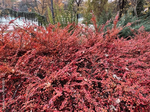 Cotoneaster horizontalis close-up, ripe red berries, autumn background. photo