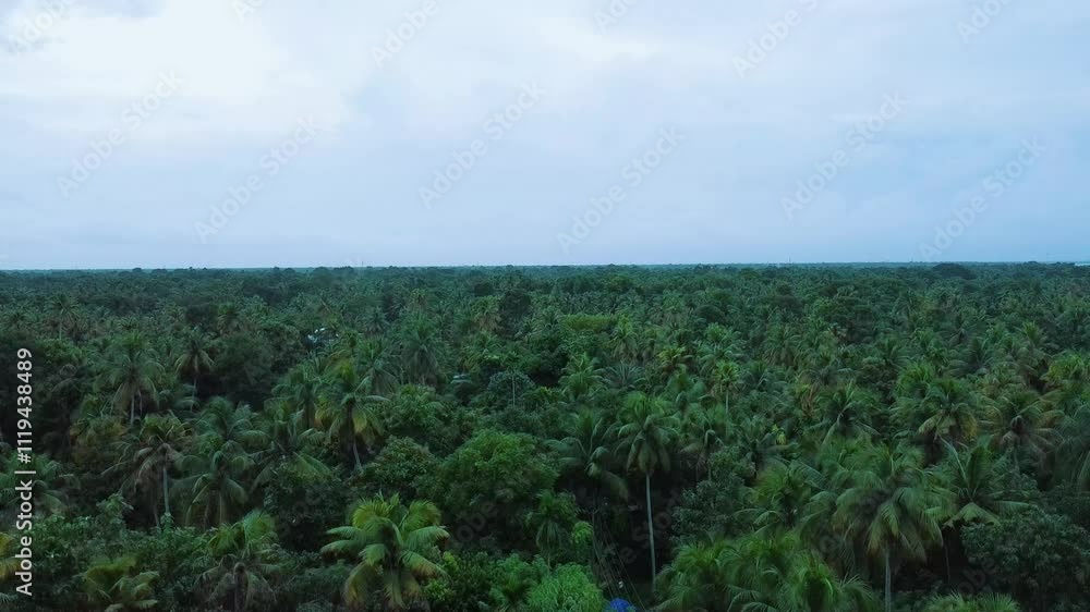 Aerial view of an area densely covered with coconut trees,Morning l view of a beautiful green island in Vembanadu lake Kerala. Areal view of Coconut Plant rich area, Perumbalam, Alleppy.India,Asia Aerial view of an area densely covered with coconut trees,Morning l view of a beautiful green island in Vembanadu lake Kerala. Areal view of Coconut Plant rich area, Perumbalam, Alleppy.India,Asia