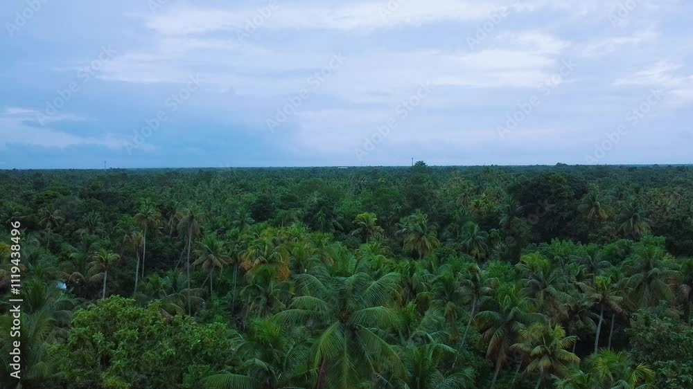 Aerial view of a beautiful coconut grove, Morning of a green island in Vembanadu lake in Kerala. Coconut Plant rich area, Perumbalam, Alleppy.India,Asia Aerial view of a beautiful coconut grove, Morning of a green island in Vembanadu lake in Kerala. Coconut Plant rich area, Perumbalam, Alleppy.India,Asia