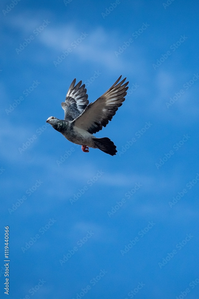 Fototapeta premium grizzle homing pigeon flying mid air against beautiful blue sky