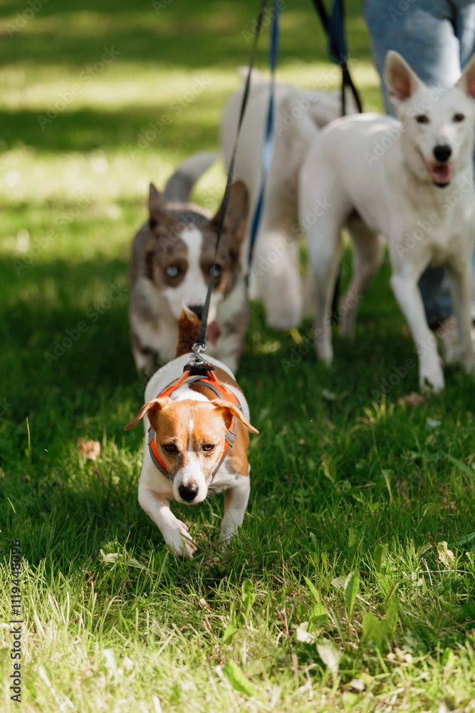 dog runs across field with other dogs. dog is wearing a red harness. Jack Russell terrier on walk with his owner in park. a sunny day and walking pack of pets dog runs across field with other dogs. dog is wearing a red harness. Jack Russell terrier on walk with his owner in park. a sunny day and walking pack of pets