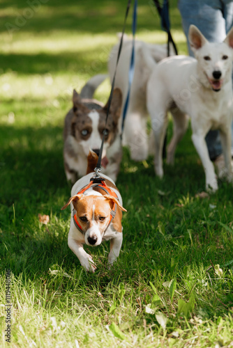 dog runs across field with other dogs. dog is wearing a red harness. Jack Russell terrier on walk with his owner in park. a sunny day and walking pack of pets