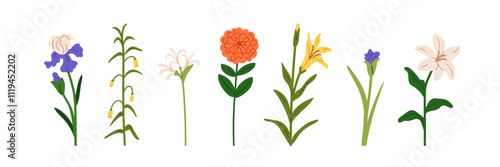 Flowers set. Floral plant branches, stems with blooming blossoms and leaf. Delicate natural botanical collection, spring garden elements. Flat vector illustration isolated on white background