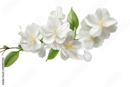 white flower isolated on white