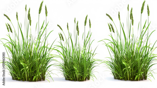 Paper Reed, Fountain Grass, Green Grass: 3D illustrations isolated on a white background.