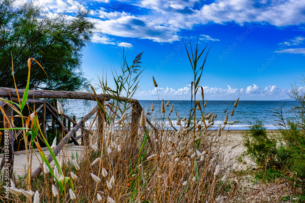 View of the landscape of the Sterpaia Coastal Park in Riotorto Tuscany Italy View of the landscape of the Sterpaia Coastal Park in Riotorto Tuscany Italy