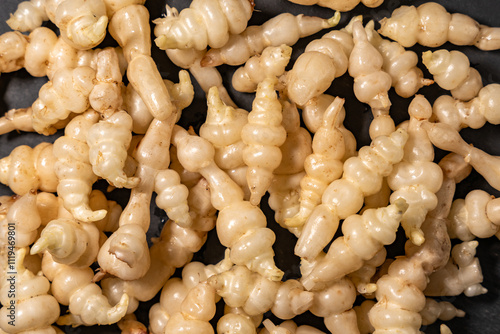 poignée de crosnes du Japon, sur une ardoise , exemple de légumes oubliés délicieux et sains photo