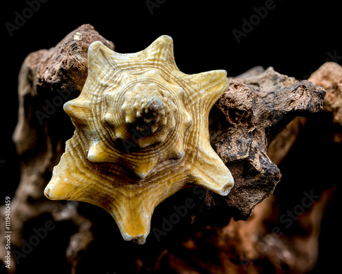 Strombus pugilis Shell on Driftwood with Black Background photo